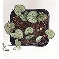M.D. FARM AND NURSERY | Succulent Hanging Plants| Live String-of-Heart Succulent Plant with pot (Plant length 15 cm)