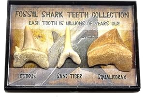 JURASSIC JACKS Real Prehistoric Fossil Shark Teeth Collection Otodus Obliquus Squalicorax