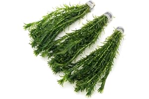 30 ELODEA DENSA Stems - 3 Bunches Oxygenating Weed Live Pond Plant Water Aquarium Aquatic Plants Egeria k2aqua