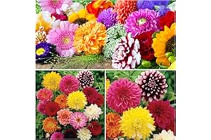WOODLAND BULBS 6 x Dahlia Tubers Bulbs - Dahlias Decorative Mixed Colours - Trusted UK Seller - Dahlias Plants - Summer Flowering Bulbs for Gardens - Ready to Plant Now (Free P&P)