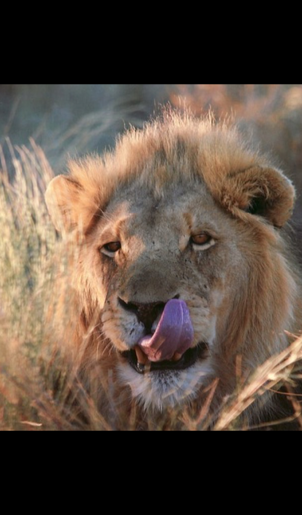 Desert Animal Wallpaper HD Wallpapers of Desert Animals