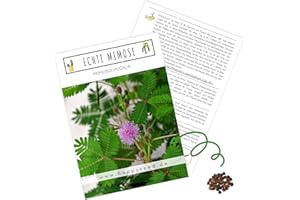 Echte Mimose Samen (Mimosa Pudica) mit hoher Keimrate - Pflanzen Samen für vielblütige & bewegungsfrohe Mimosen