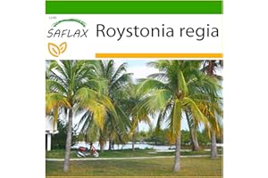 SAFLAX - Cuban Royal Palm - 8 Seeds - with Soil - Roystonia regia