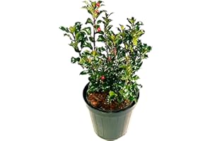 POWERS TO FLOWERS - ILEX BLUE MAID vaso 12cm, pianta vera