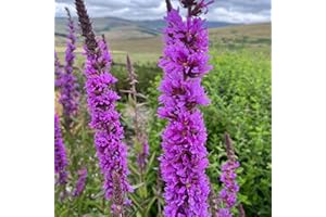Purple Loosestrife Seeds - 1000 Native UK Wild Flower Seeds for Attracting Birds, Bees, Pollinators, Suitable for Planting and Growing Outdoors in Meadows, Gardens and Borders - Packed by Meldon Seeds