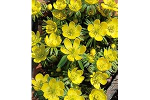 BLUMENHANDEL ULLRICH Winterlinge Eranthis Cilicica (25 Blumenzwiebeln)