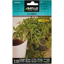 Graines De Menthe Pouliot Batlle - Sachet 0,200g