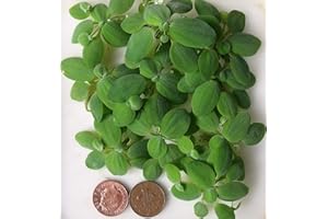 PROXIMUS N1 10x Water Lettuce pistia stratiotes Dwarf Mini Live Aquarium Floating Plants