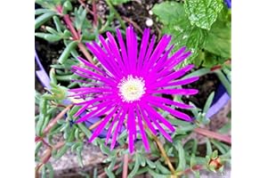 CORNWALL PLANTS DELOSPERMA/LAMPRANTHUS Cerise Stunning Scented! Trailing ICE Plant in 7CM Pot
