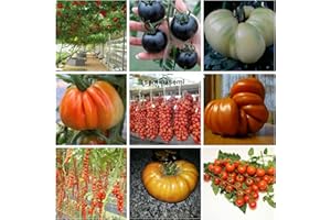GHINO DI TACCO 90 Semi POMODORO in 9 Varietà RARE e RICCHE di SOSTANTE NUTRITIVE, COLLEZIONE 3: 10 POMODORO GIGANTE ITALIANO, 10 CILIEGINO NERO,10 GIGANTE BIANCO,10 CUOR DI BUE, 10 PIENNELO DEL VESUVIO,10 TOMATO GIANT,10 DATTERINO,10 BIG RAINBOW,10 CERISE