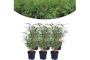 Happy Plants Bambus Pflanze Fargesia I Winterhart & nicht wuchernd, Bambuspflanze-Winterhart, Heckenpflanze Kübelpflanze Gartenpflanze, echter Bambus frisch aus dem Garten… (6 Stück)