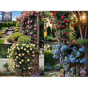 NooElec Seeds India Climbing Rose Flower Seeds, 60 Seeds Pack - Hybrid, Year-Round Blooms, Minimal Care (MIX)