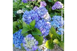 AZIENDA AGRICOLA TEMPESTI STEFANIA Ortensia macrophilla a fiore blu, 2 piante alte 20/30 cm, vaso Ø16