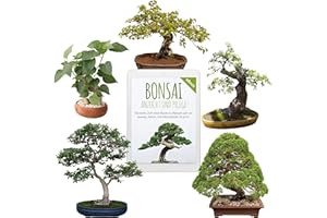 HAPPYSEED Semillas únicas de Bonsai con alta tasa de germinación - Juego de Semillas de Plantas para su propio árbol de Bonsai (Mezcla de 5 incl. eBook GRATIS)