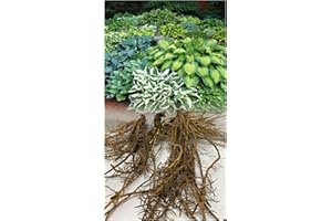 GARTHWAITE NURSERIES® : -UK Stockist : - 7 Hosta Pot Luck Plantain Lily Mixed Varieties Bare Root Perennial Plant Grade 1