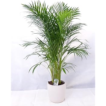 echte Pflanze - Goldfruchtpalme 130 cm Chrysalidocarpus