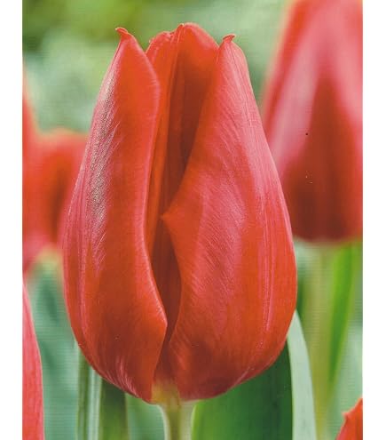 Tulpenzwiebeln Golden Apeldoorn – 10 Stück, Gelb, Winterhart – Für Beet & Schnittblumen