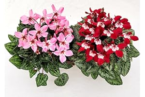 POWERS TO FLOWERS - CICLAMINO DIXIE ROSA e ROSSO, VASO 12CM, 2 PIANTE, piante vere