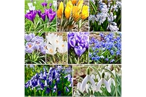 WOODLAND BULBS 25 x Woodland Naturalising Bulbs Collection - Winter to Spring Flowering Bulbs - Snowdrops Bulbs, Bluebells Bulbs, Crocus Bulbs, Puschkinia Bulbs, Chionodoxa Bulbs, for Planting Now UK - Free UK P&P