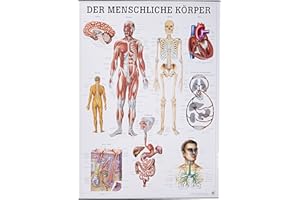 RDIGER- ANATOMIE GMBH Der menschliche Körper. 70x100 cm