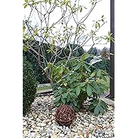 Marcus Weidenkugel in 6 Größen, Dekokugel aus Weide Weidenball Gartenkugel Rebenkugel Handgefertigt in EU (15cm)