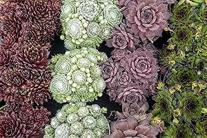 UNSERE-GAERTNEREI-MUELLER 12 Stk. Hauswurz (Sempervivum - Mix) im 9cm Topf