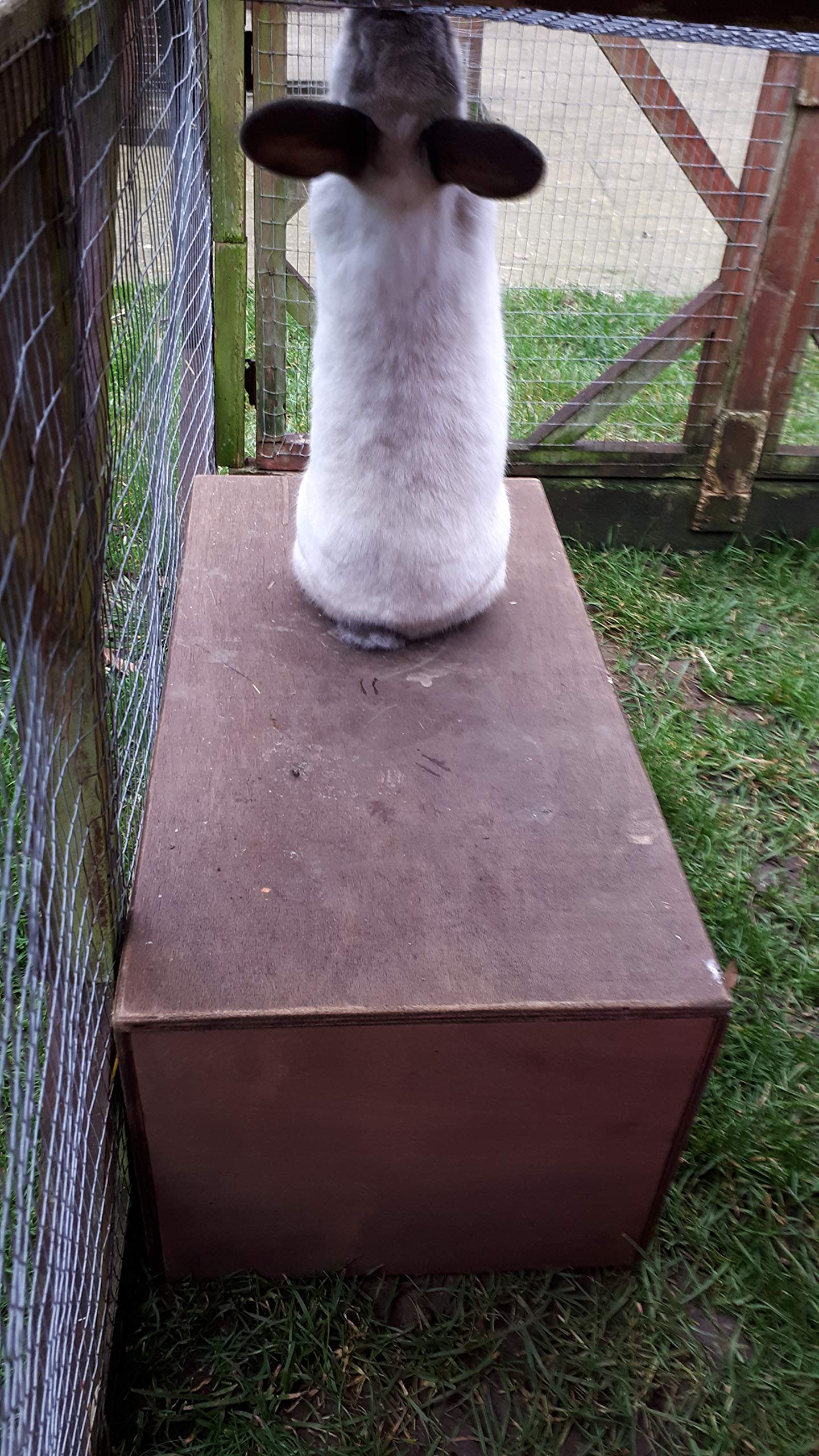 Bunny Hideouts