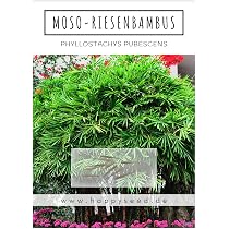 Bambus Samen mit hoher Keimrate - Bambussamen schnellwachsend & winterhart  ideal als dekorativer Sichtschutz (Moso Riesenbambus) : Amazon.de: Garten