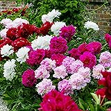 Collezione di Peonie Passion (3 piante), mix di 3 varietà ibride e colori, grandi peonie perenni resistenti all'inverno dall'