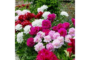 Pfingstrosen Passion Kollektion (3 Wurzeln), Mischung von 3 Hybride Sorten und Farben, große Päonien Winterharte mehrjährige Stauden aus Holland für Garten (kein Samen, Zwiebeln, nicht künstlich)
