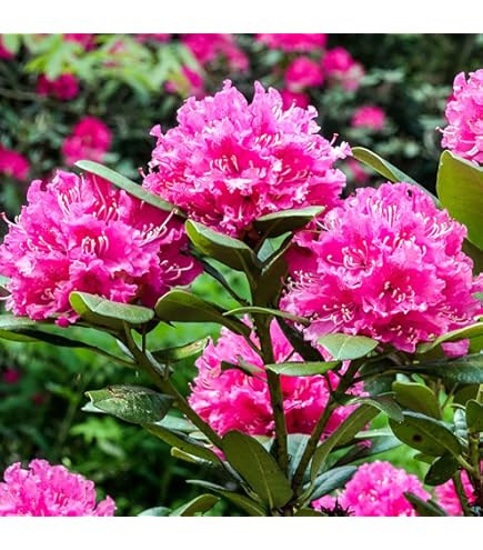Azalea Japonica Anouk, Evergreen Rhododendron in a 9cm Pot, Compact Shrub  3fatpigs : Amazon.co.uk: Garden