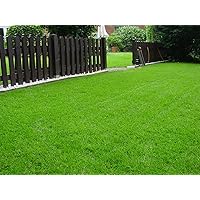 Rasen Sport und Spiel Grassamen Sportrasen Rasensamen Rasensaat Gras 1kg - Qualität zum fairen Preis