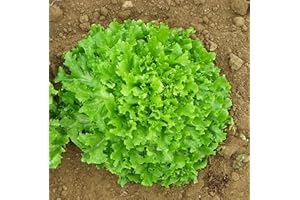 ROOT SOURCE Endive Lettuce Plug Plants Grow Your Own Salads (6)