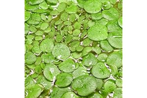 USCAPE Teichpflanzen Set: Schwimmpflanzen für deinen Gartenteich | Südamerikanischer Froschbiss & Kleinohriger Schwimmfarn (L - 2x in Vitro XL 8,5cm) Grün