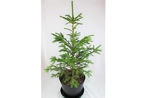 GENERIC Real, Living Norway Spruce Christmas Tree 3-4ft (90-120cm) (Tree & Pot Saucer)