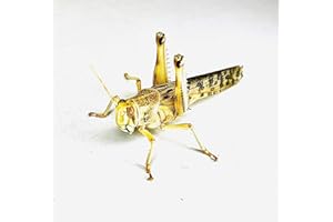 Livefoods4u Adult Locust Live Food (60-80mm) Bag of 50 - Perfect for Reptiles - Sustainably bred