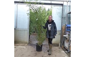 CHARELLAGARDENS PLANTS Large Bamboo Plants - Bamboo Phyllostachys Spectabilis. 175/200cm Tall 18 Litre Pot
