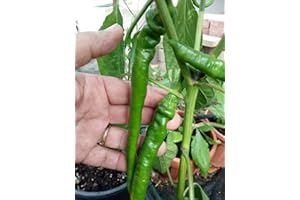 GHINO DI TACCO SEMI PEPERONCINO DOLCE DEI PAESI BASCHI EDI SEIGNANX