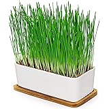 Catit Jardin D Herbe Pour Chat Senses Amazon Fr Animalerie