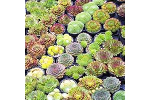 Sempervivum Mix GardenersDream - Lot de 10 Plantes Grasses - Succulentes Naturelles en Pot de 5-15 cm - Résistantes en Hiver - Plantes d'Intérieur et d'Extérieur - Décoration Intérieure Maison