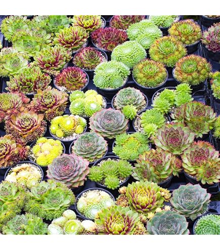Graines Succulentes Anacampseros Panaché - Lot De 50 Graines - Plante Arc-en-ciel