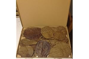 GARNELENSHOP24DE 30 Stück Seemandelbaumblätter 10-15cm BLITZVERSAND im Karton Seemandellaub Catappa Leaves Original Markenware von SMSF-Indonesia