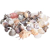 Lot Coquillages Océan Et Étoiles De Mer Naturels 3-9cm - 70 Pièces Pour Décoration Plage Et Mariage