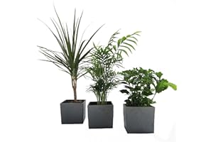 DOMINIK BLUMEN UND PFLANZEN African-Set, Dracena Marginata, Kaffee-Pflanze + Zimmerpalme + Scheurich Würfeltopf anthrazit-stone, ca. 14x14x14cm, 3 Pflanzen + 3 Töpfe
