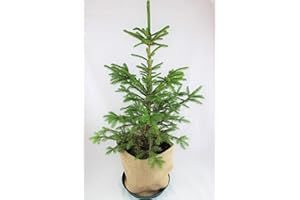 GENERIC Real, Living Norway Spruce Christmas Tree 3-4ft (90-120cm) (Tree, Pot Saucer & Hessian Cover)