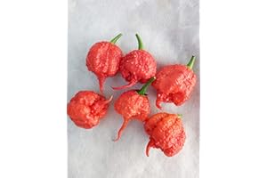 GHINO DI TACCO SEMI PEPERONCINO CAROLINA REAPER HP22B