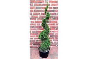 PFLANZEN BÖRING Thuja Spirale, Höhe: 140-150 cm, Smaragd-Edelthuja, Formpflanze, winterhart + Dünger