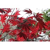 Japanese Maple Seeds (Acer Palmatum) (10)