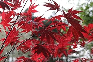 TU PROPIO JARDÍN Semillas de Arce Japones (Acer Palmatum) (10)