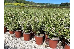 VIVAI DE LAURENTIIS Weigela florida nana variegata vaso 19 cm
